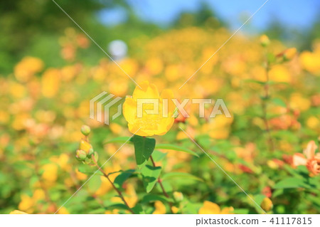 Flowers of Quincebai 41117815