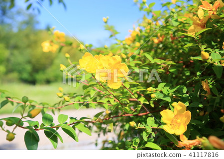 Flowers of Quincebai 41117816