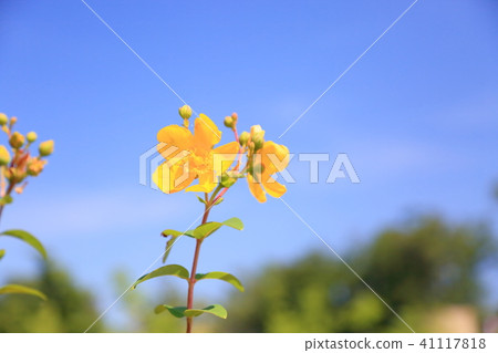 Flowers of Quincebai 41117818