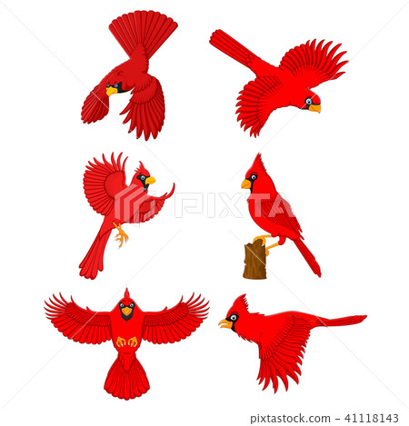 Cardinal cartoon set Cardinal cartoon set 41118143