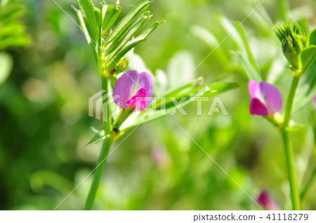 Vetch flower Vetch flower 41118279