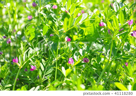 Vetch flower 41118280