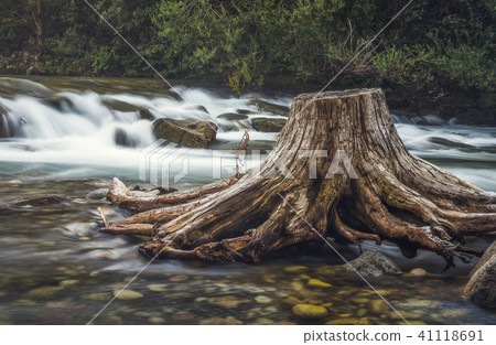 Stump in the River Stump in the River 41118691