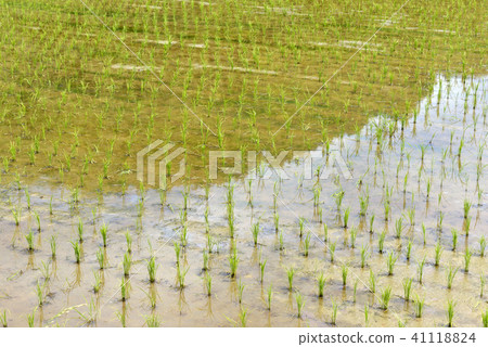 Rice paddy field Rice paddy field 41118824
