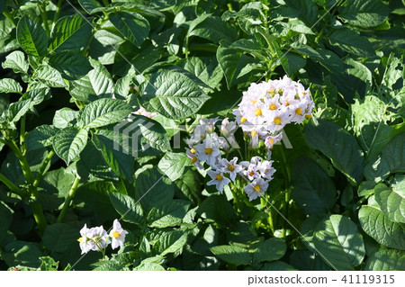 Potato field 41119315