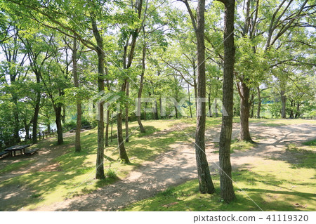 初夏公園 41119320