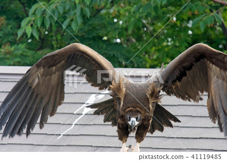 Blackcurrant eagle Blackcurrant eagle 41119485