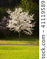 一棵櫻桃樹 41119589
