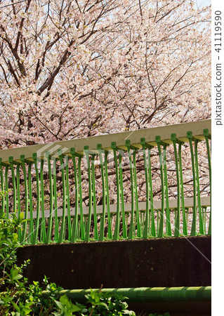 橋和櫻花 橋和櫻花 41119590
