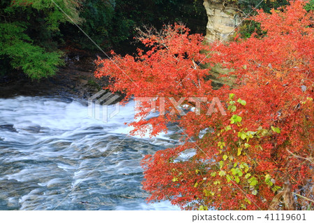 Yoro Valley autumn leaves Yoro Valley autumn leaves 41119601