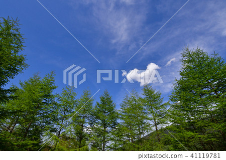 Fresh green larch forest　 41119781