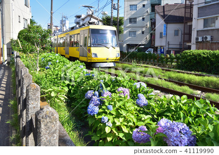 Scenery along Tokyu Setagaya line and hydrangea Scenery along Tokyu Setagaya line and hydrangea 41119990