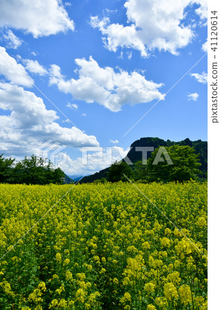 Nanohana and Mt. Myogi Nanohana and Mt. Myogi 41120614