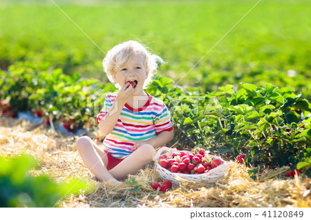 Kids pick strawberry on berry field in summer 41120849