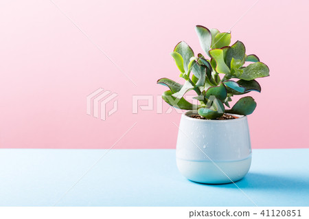 Indoor plant succulent plant in gray ceramic pot Indoor plant succulent plant in gray ceramic pot 41120851