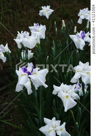 鳶尾花 41121004