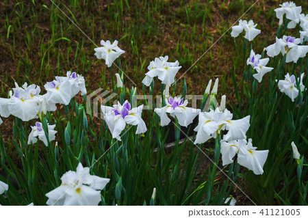 鳶尾花 41121005