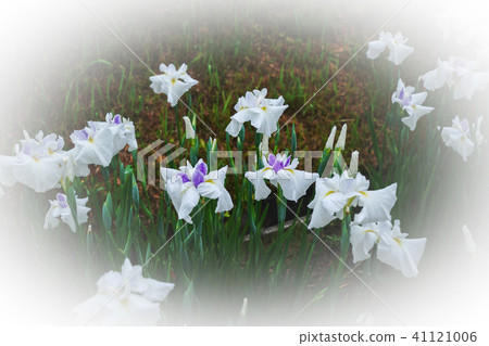 Iris 41121006