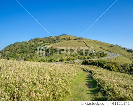 [Shizuoka Prefecture] Cloudless blue sky, early summer highland scenery [Nishi Izu Skyline, Izusan Ridge Sidewalk, Mt. Daruma] 41121141