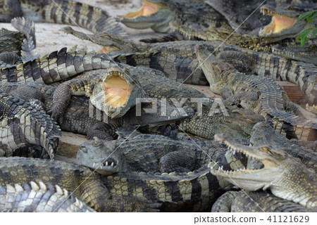 CAMBODIA SIEM REAP CROCODILE FARM 41121629