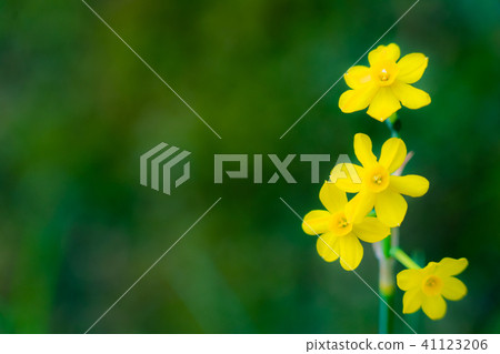 黃花 黃花 41123206