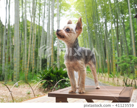 Bamboo groves and Yorkshire Terrier 41123559