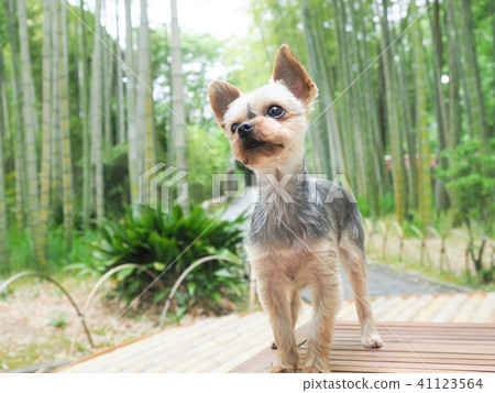 竹林和約克夏犬 竹林和約克夏犬 41123564