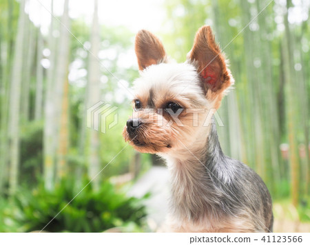 Bamboo groves and Yorkshire Terrier Bamboo groves and Yorkshire Terrier 41123566
