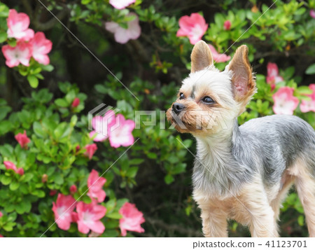Azalea and Yorkshire Terrier 41123701