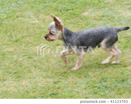 Walking Yorkshire Terrier Walking Yorkshire Terrier 41123703