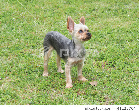 Yorkshire terrier looking up Yorkshire terrier looking up 41123704