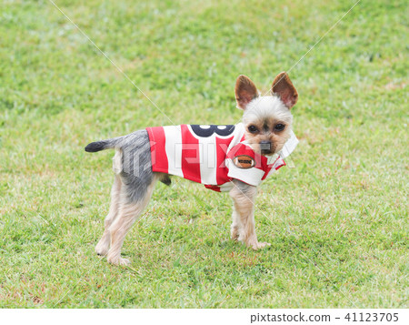 Yorkshire Terrier wearing a lager shirt Yorkshire Terrier wearing a lager shirt 41123705