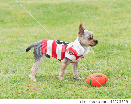 Yorkshire Terrier wearing a lager shirt 41123739