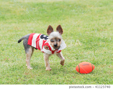 Yorkshire Terrier wearing a lager shirt 41123740