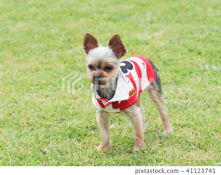 Yorkshire Terrier wearing a lager shirt Yorkshire Terrier wearing a lager shirt 41123741