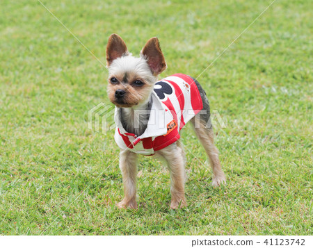 Yorkshire Terrier wearing a lager shirt Yorkshire Terrier wearing a lager shirt 41123742