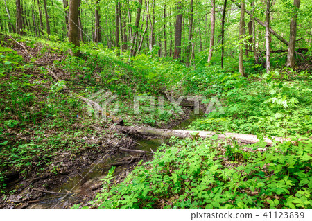 Green deciduous forest on a sunny day. 41123839