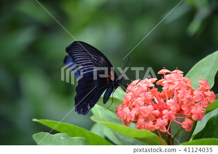 ゲゲ ゲゲ 41124035