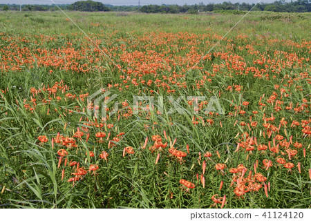 Yuyurin Blooming Yufutsu Hara Tomakomai City Yuyurin Blooming Yufutsu Hara Tomakomai City 41124120