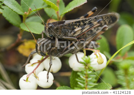 Tonosama Batta Niseko Town 41124128