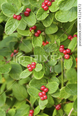 Kingdomboku Ita Town 41124172