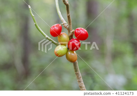 Naniwas札幌市 Naniwas札幌市 41124173