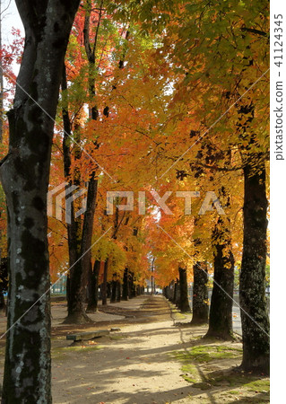 Autumn leaves of Okayama Sports Park 41124345