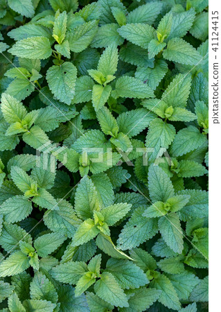 Close up green lemon balm in spring Close up green lemon balm in spring 41124415
