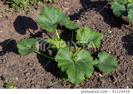Young cucumber plant in the garden 41124416