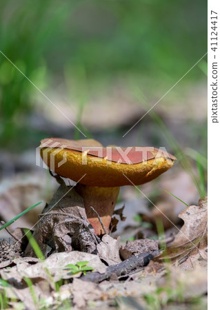 Edible mushroom in a forest, Boletus chrysenteron Edible mushroom in a forest, Boletus chrysenteron 41124417