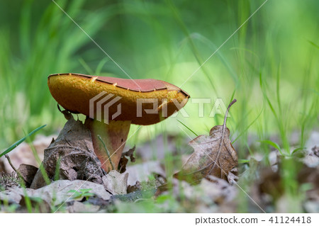 Edible mushroom in a forest, Boletus chrysenteron Edible mushroom in a forest, Boletus chrysenteron 41124418