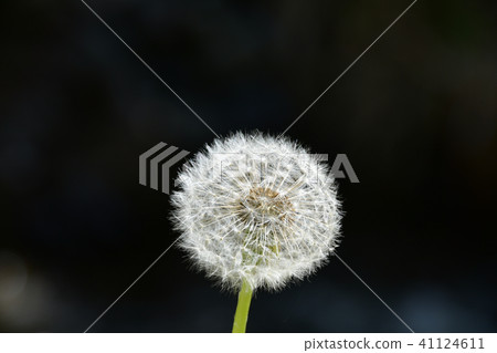 蒲公英的絨毛 蒲公英的絨毛 41124611