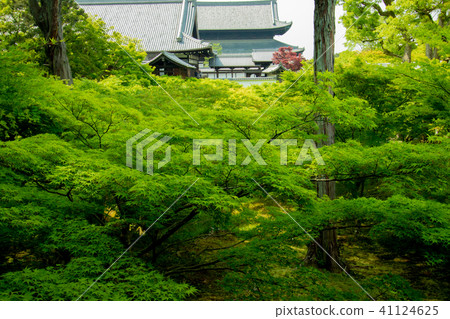 Shoot the fresh green of Tofukuji Temple in Higashiyama-ku, Kyoto-shi 41124625