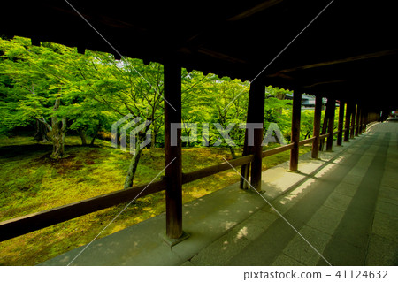 Shoot the fresh green of Tofukuji Temple in Higashiyama-ku, Kyoto-shi 41124632